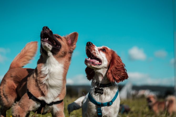 Dog Refuge in Figeac – Les Chiens de Figeac