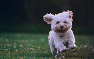 Tick Fever in dogs