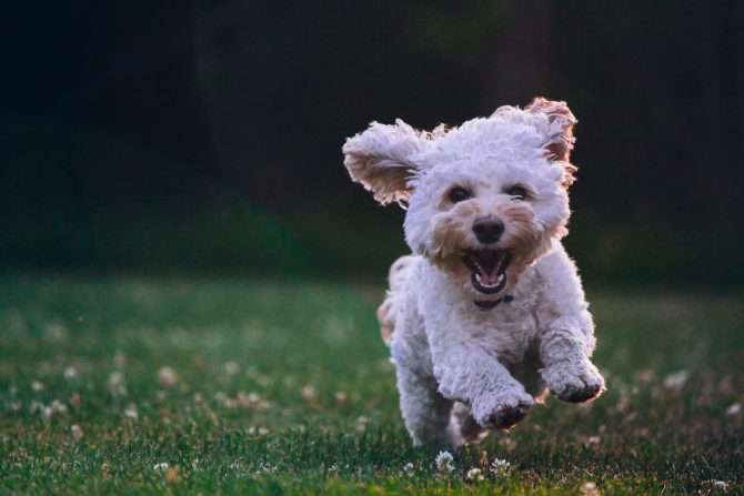 Tick Fever in dogs