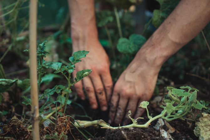 Planting a Hedge at Your French Property