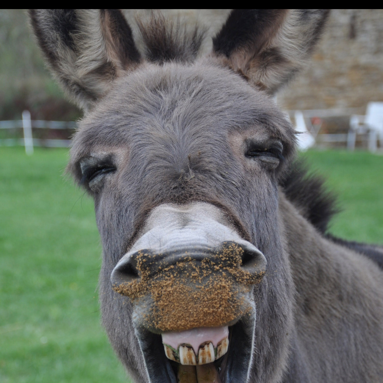 laughing-donkey.jpg.