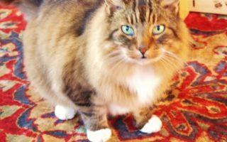 French cats say ‘oui’ to microchip cat flap