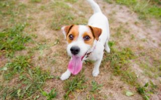 How to cope with a travel sick dog