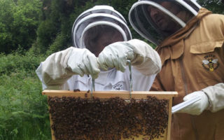 Beekeeping in the Charente – Treats and Treatments