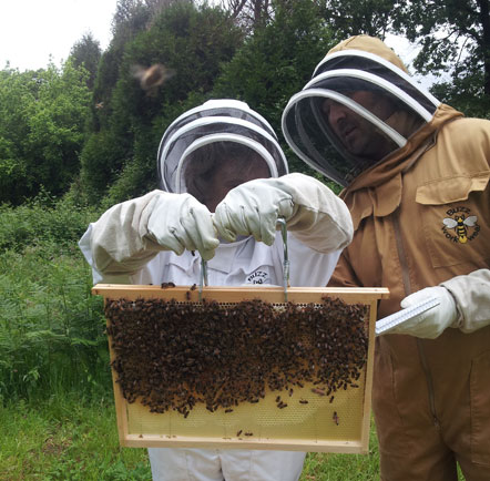 Beekeeping in the Charente – Treats and Treatments