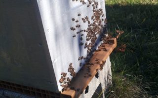 Beekeeping in the Charente – Walking Bees