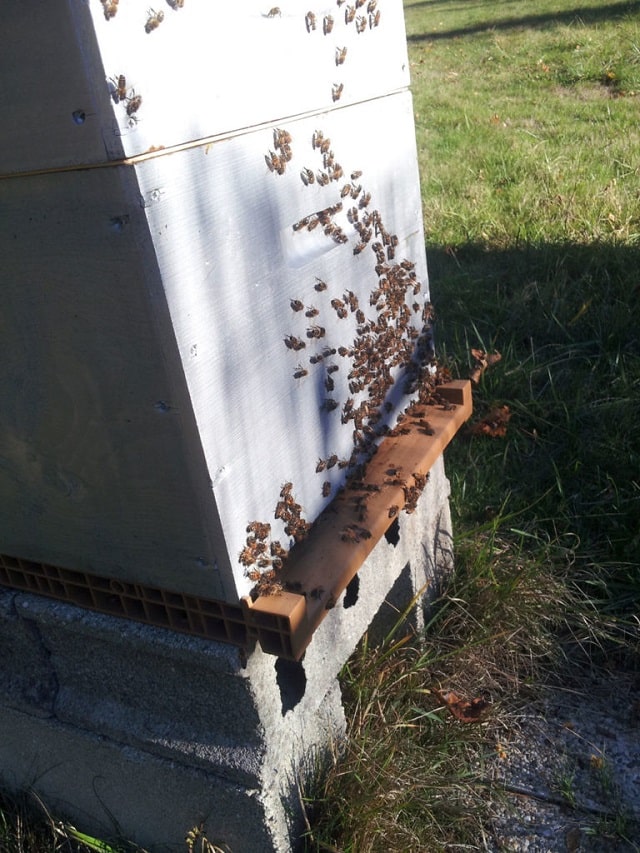 Bees on hive