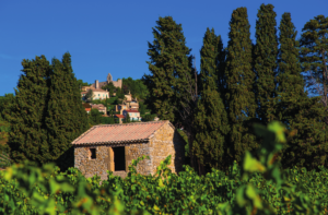 The vines of the Rasteau Côtes du Rhône label