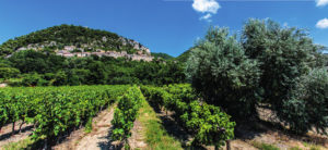 Flourishing vineyard Domaine de Mourchon in Séguret;