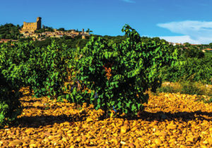 Grapes ripen on the vines in a Châteauneuf-du-Pape vineyard