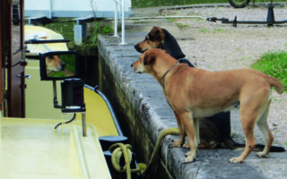 Identichipping your pet