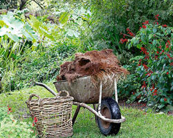 September Top Tips For Your Limousin Garden