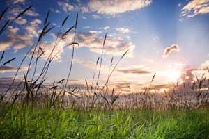 The Limousin Garden -More inspiration from our local expert