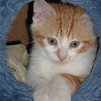 Cat Rehoming by Chats Du Quercy