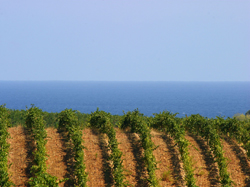 Corsican wine: Behind the label