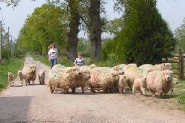 Dartmoor sheep