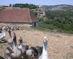 Geese, Ducks and Pigeons