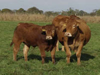 The Traditional Limousin Larder