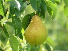 How to tell if your apples and pears are ready to be picked and taking cuttings