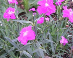 Gardening in the Quercy Part 2