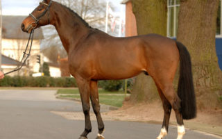 Normandy stud season well underway