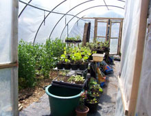 Growing under polythene and glass in France