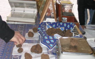 Training your Dog to find Truffles