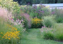 August Top Tips For Your Limousin Garden