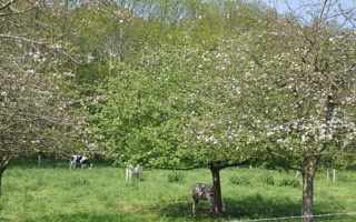 Large gardens and old apple trees