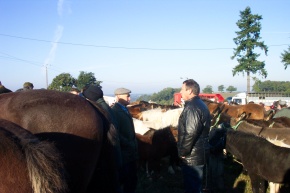 Buying, Loaning or Leasing a Horse in Normandy