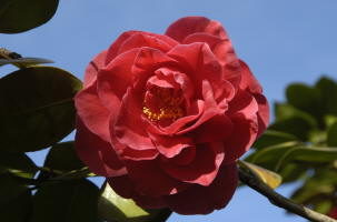 Full of Eastern Promise