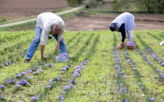 French Food Festivals