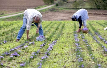 French Food Festivals