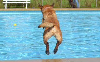 Pool Hygiene in France