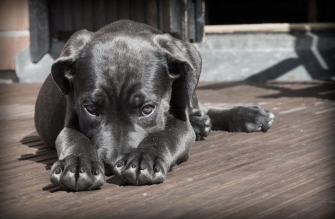 Guide to Dog Vaccinations in France