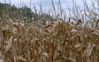 Global Warming and the Dordogne Region