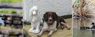 Family friends: dog breeds from Brittany
