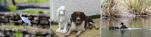 Family friends: dog breeds from Brittany