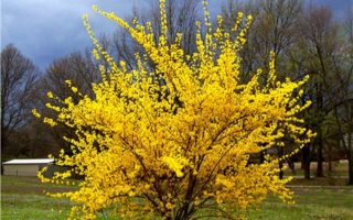 April Tips for Your Limousin Garden