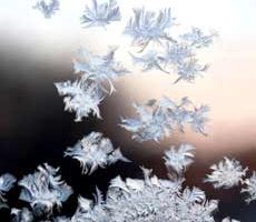 November Top Tips For Your Limousin Garden