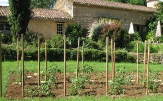 A Vegetable Plot in the Lot