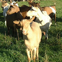 French Goat’s Cheese