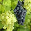 The Vineyards of Limousin