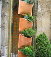 Growing herbs indoors this winter