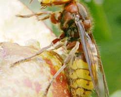 Hornets – A Limousin Pest?