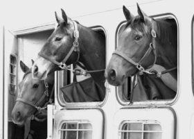 Bringing your horse to Normandy