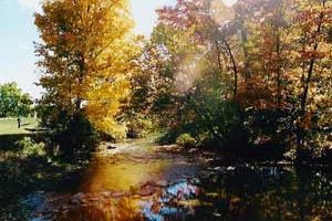 October tips for your French garden