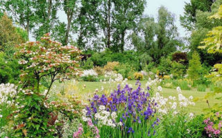 March Tips for Your Limousin Garden