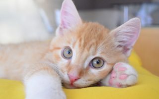 Guide to cat vaccinations in France