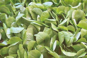 Languedoc Salads and Vinaigrettes